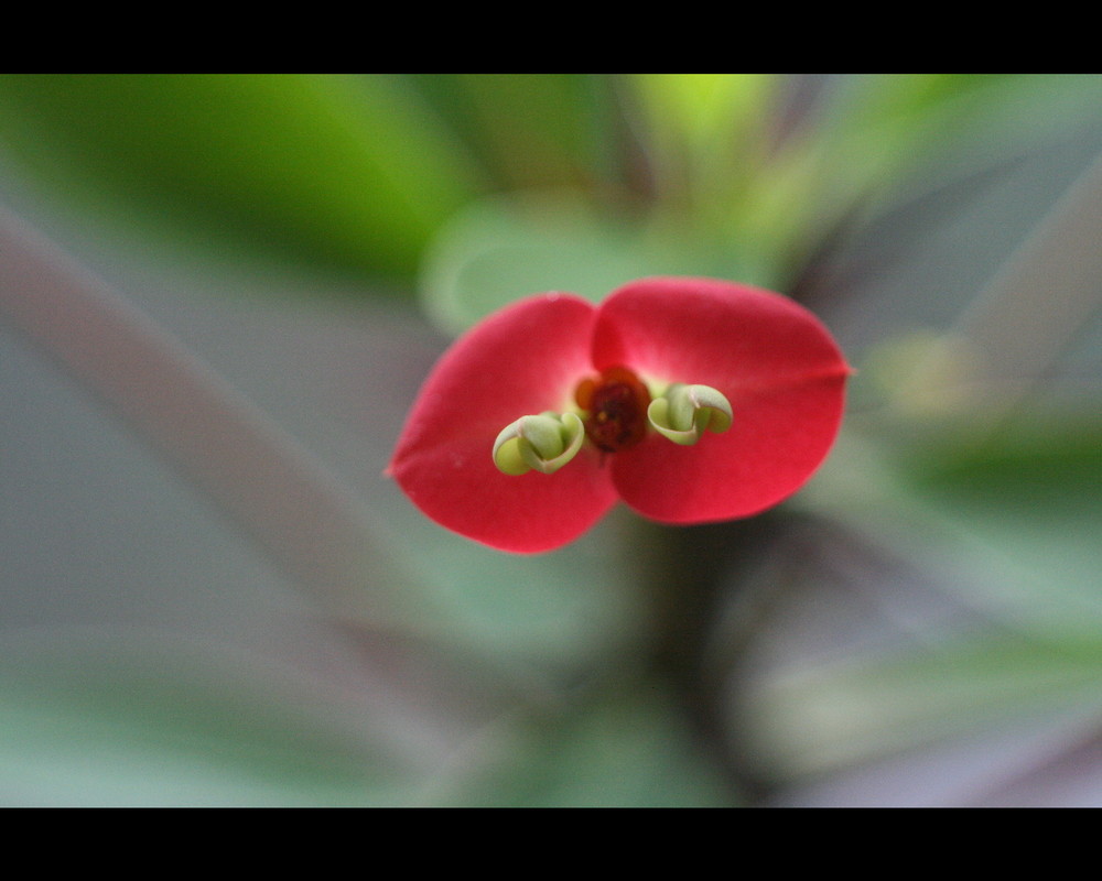 Blüte Christusdorn