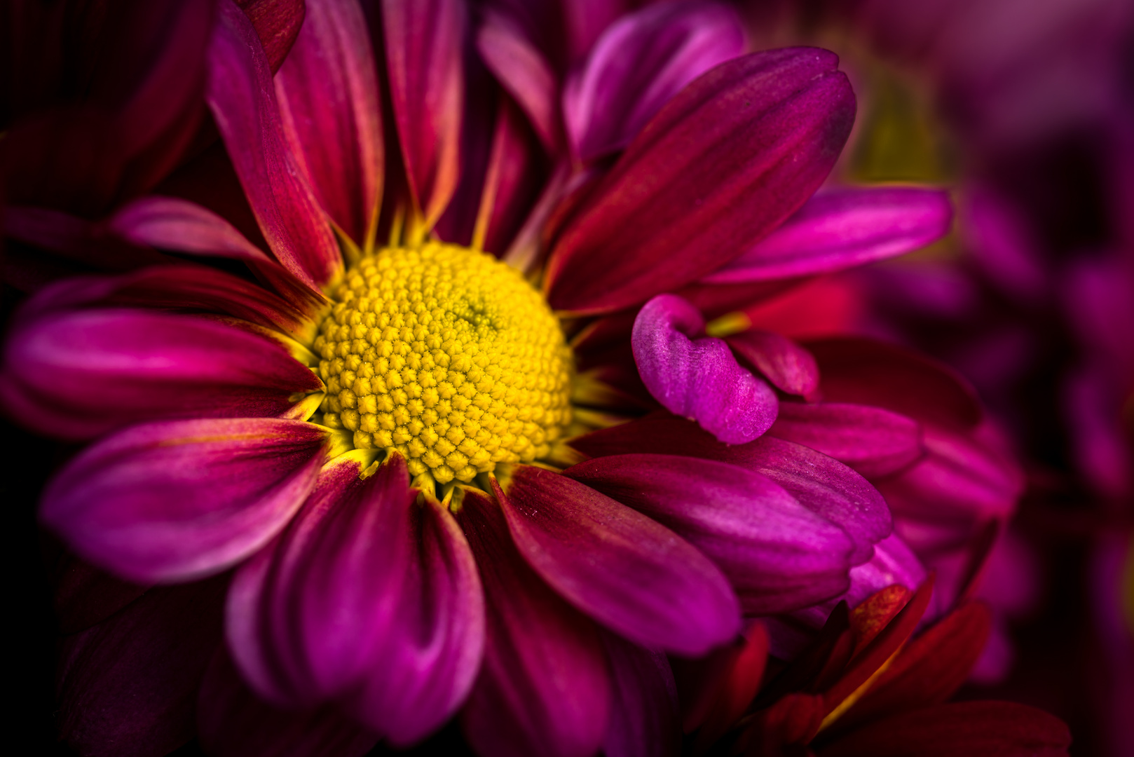 Blüte Chrysantheme