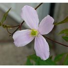 Blüte / Clematis montana