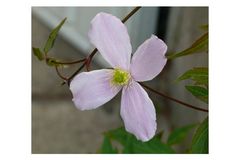 Blüte / Clematis montana