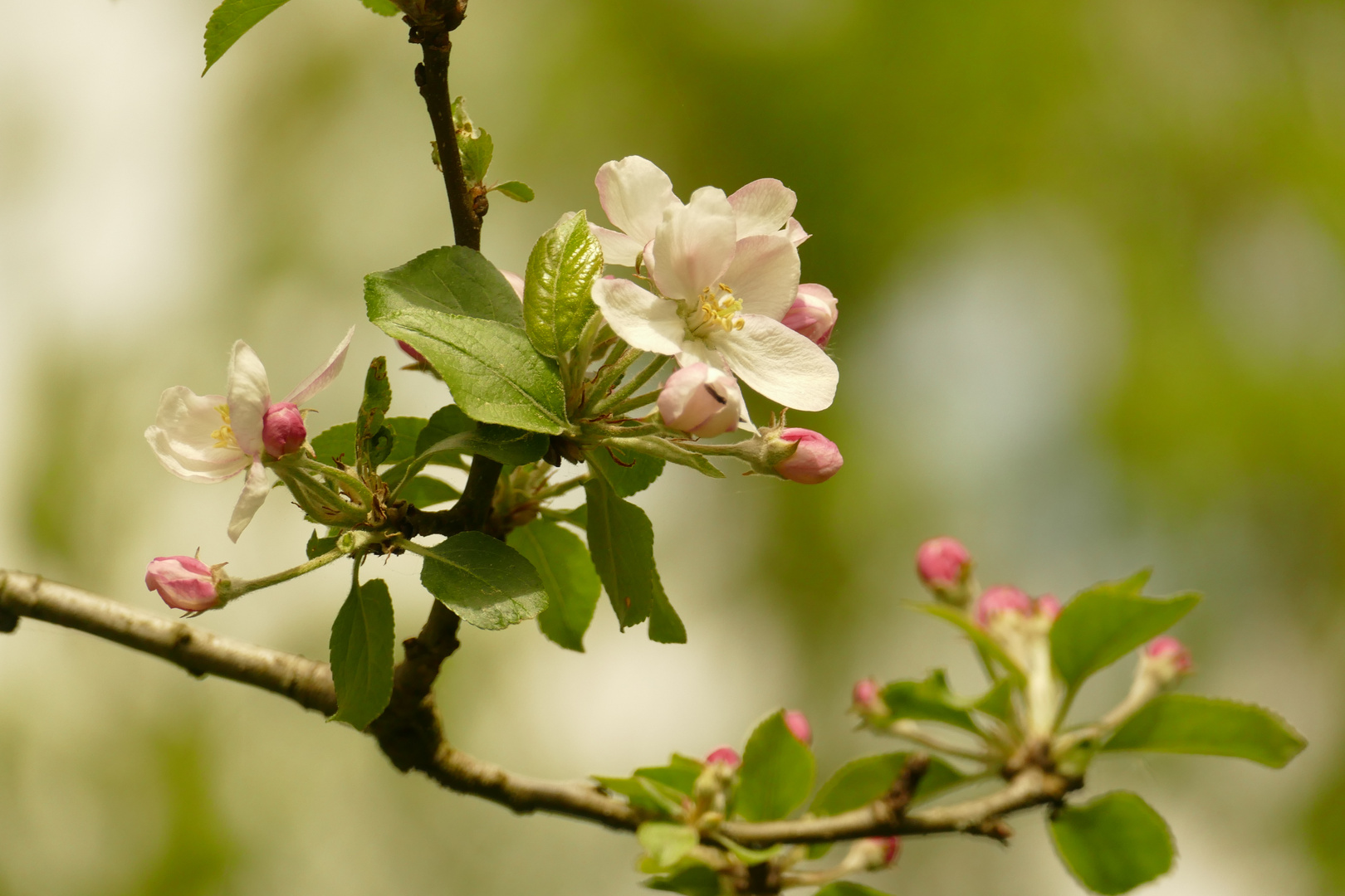 Blüte Cox-Orange Apfel