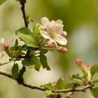 Blüte Cox-Orange Apfel