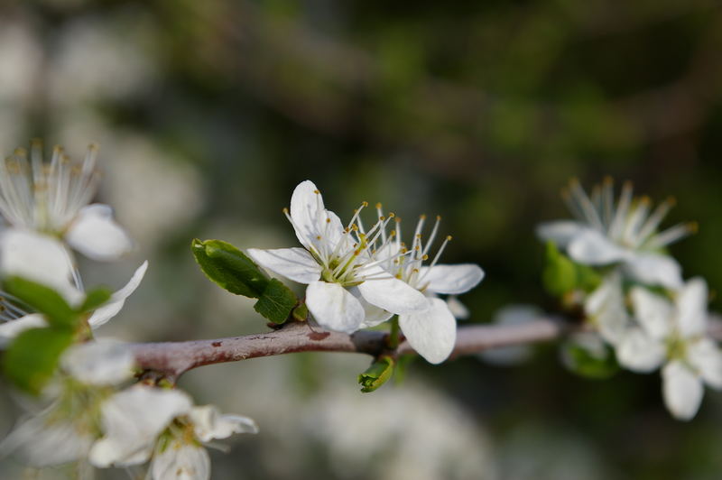 Blüte