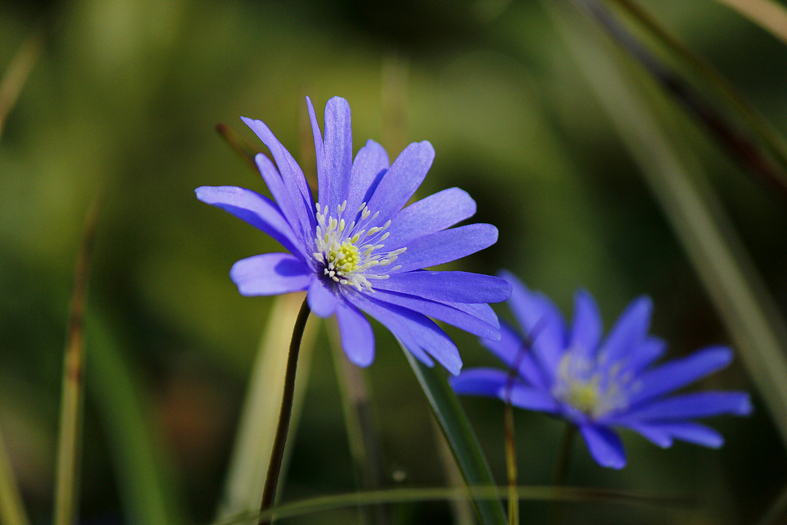 Blüte