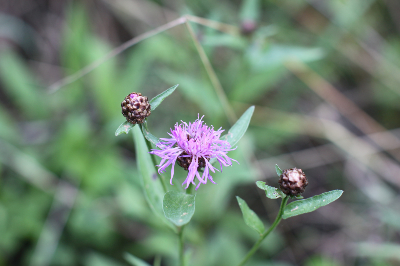 Blüte