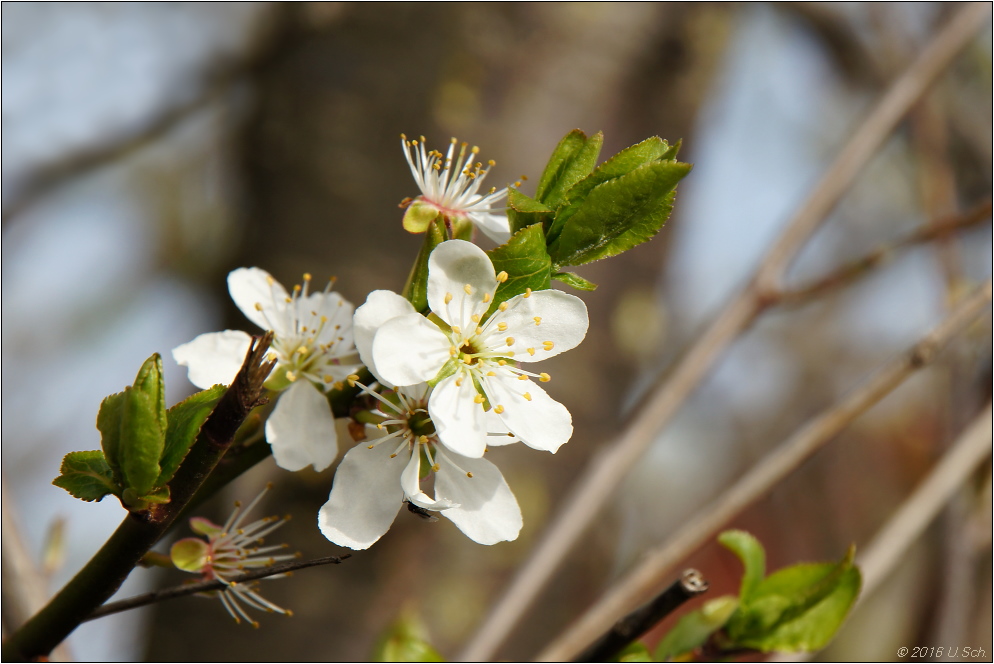 Blüte