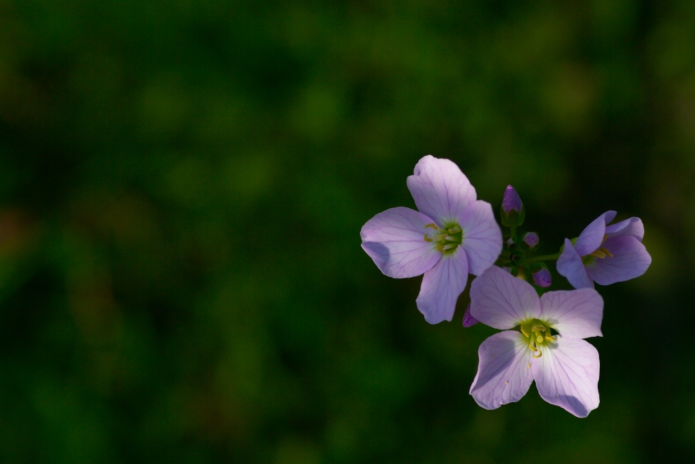 Blüte