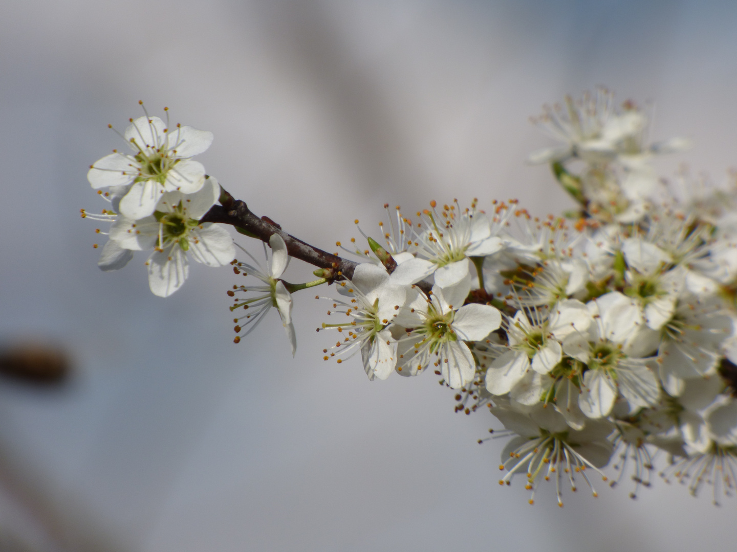 Blüte