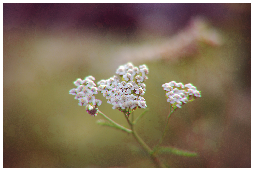 Blüte