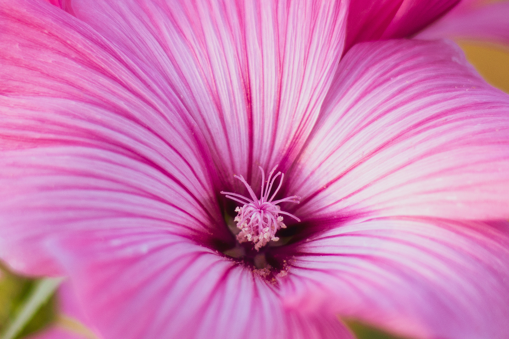 Blute Foto Bild Pflanzen Pilze Flechten Bluten Kleinpflanzen Makro Bilder Auf Fotocommunity