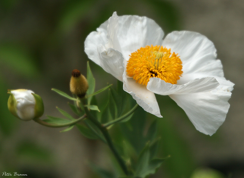 Blüte