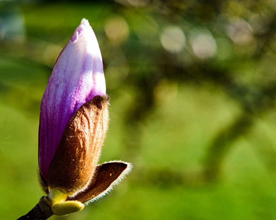 Blüte de Magnolienbaumes