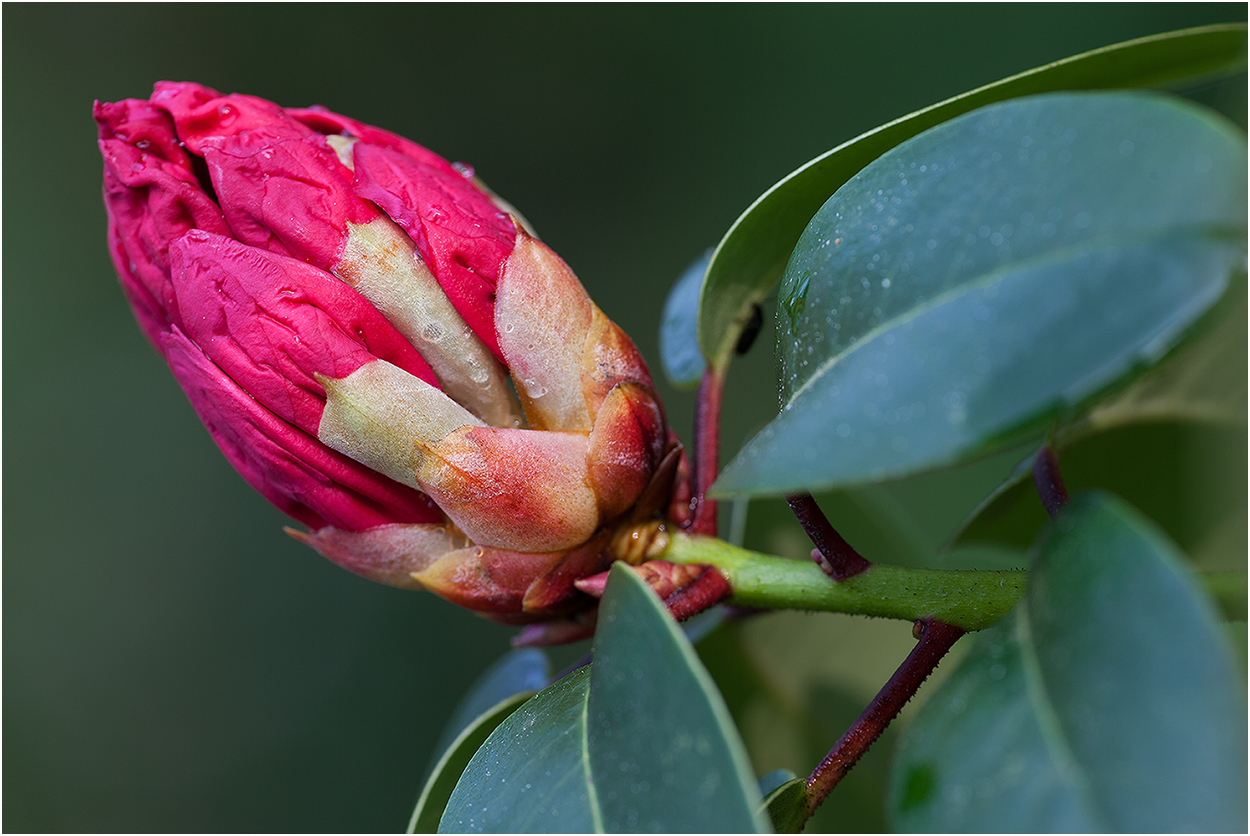 Blüte der …