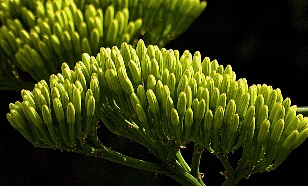 Blüte der Agave