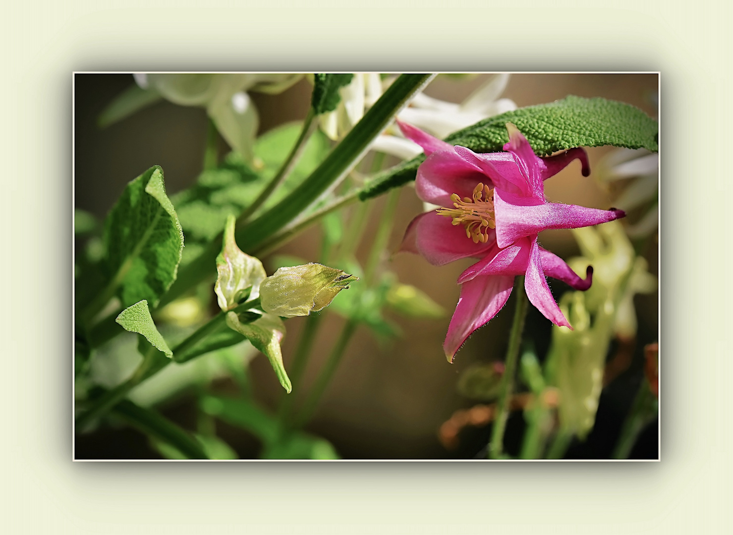 Blüte der Akelei