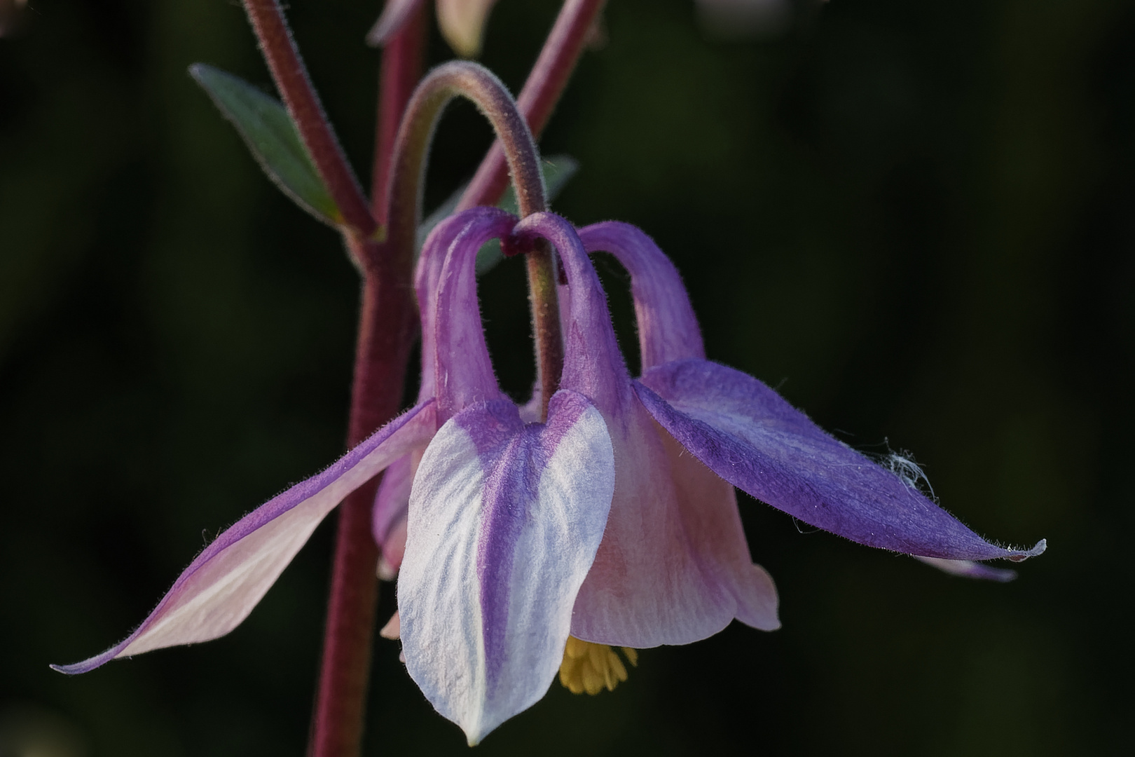 Blüte der Akelei (Aquilegia)