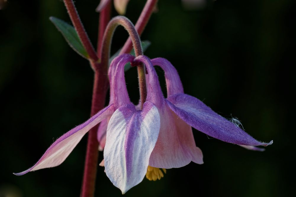 Blüte der Akelei (Aquilegia)