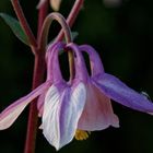 Blüte der Akelei (Aquilegia)