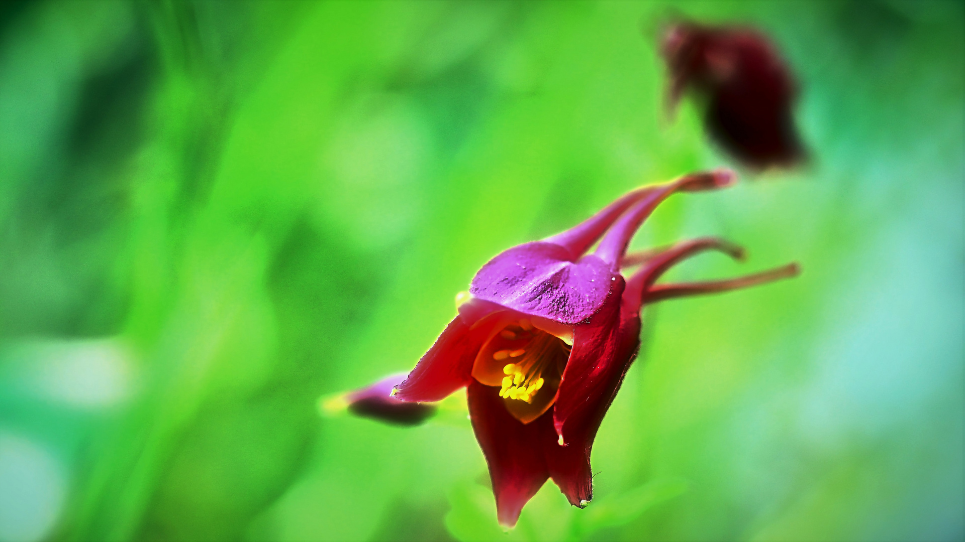 Blüte der Akelei (Aquilegia) - Studierbild 105