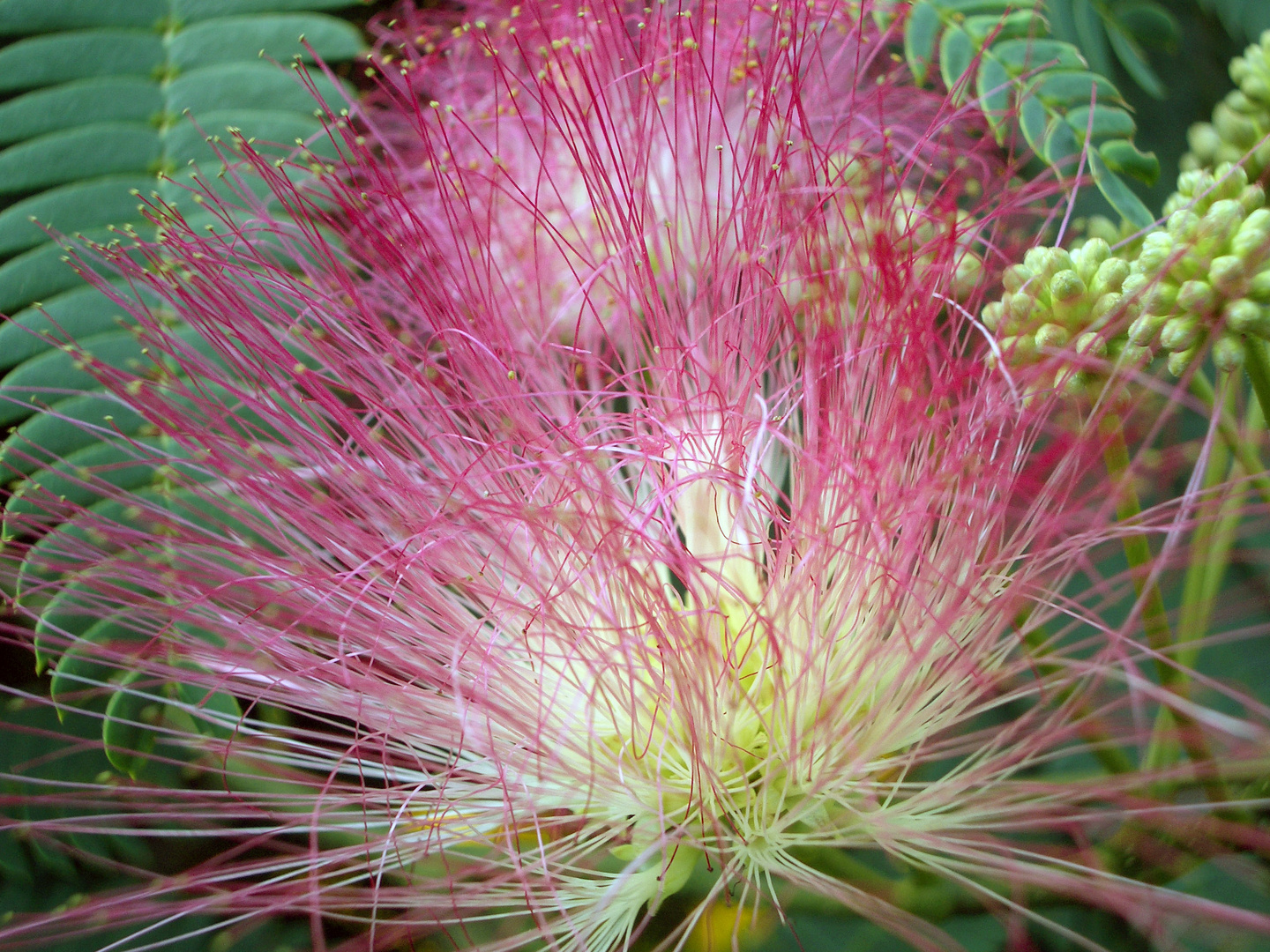 Blüte der Albizia (Seidenbaum/Schlafbaum)