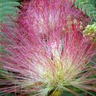 Blüte der Albizia (Seidenbaum/Schlafbaum)