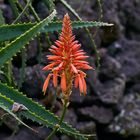 Blüte der Aloe Vera