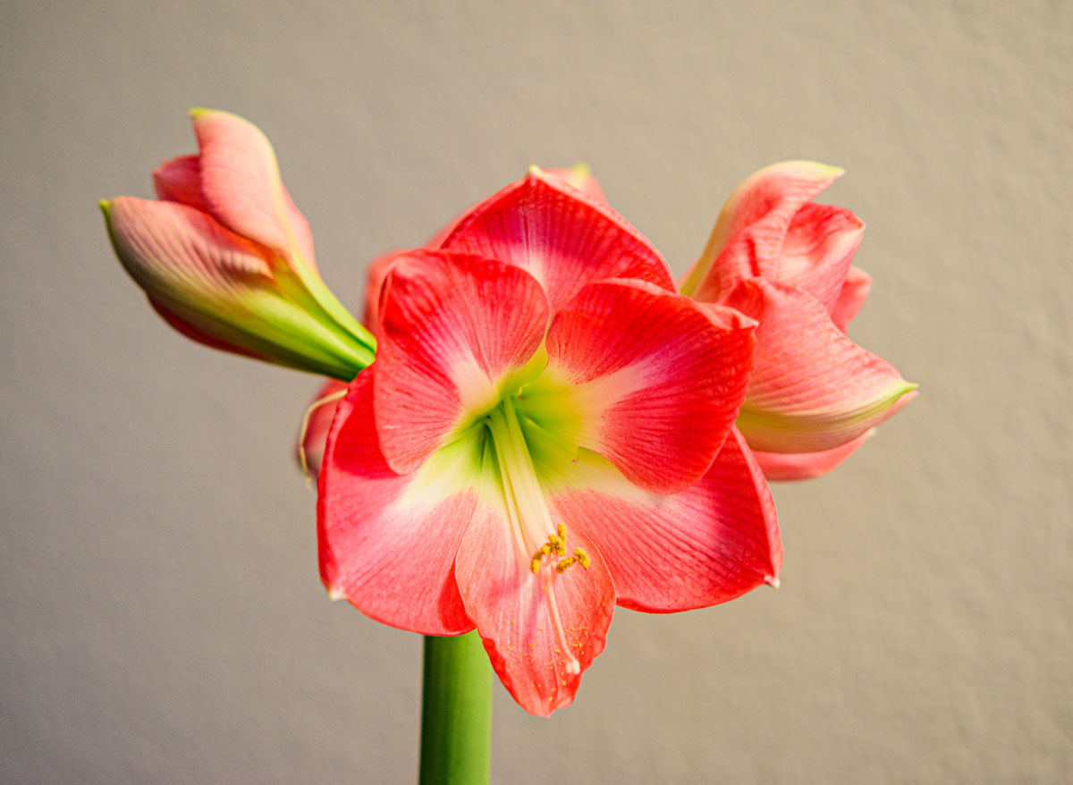 Blüte der Amaryllis