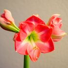 Blüte der Amaryllis