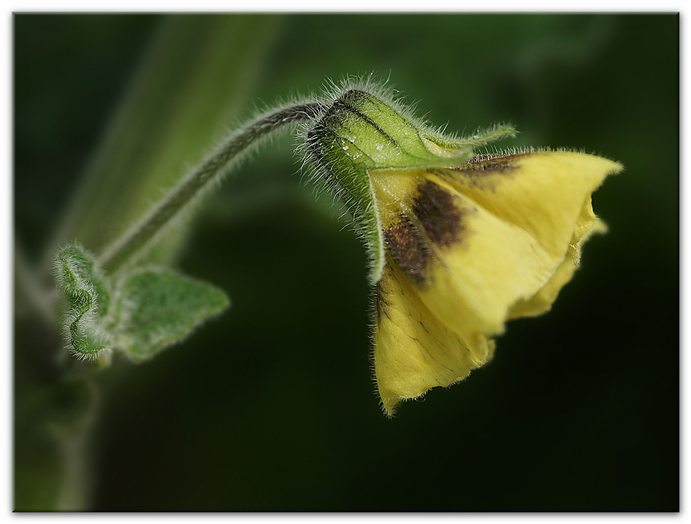 Blüte der Andenbeere