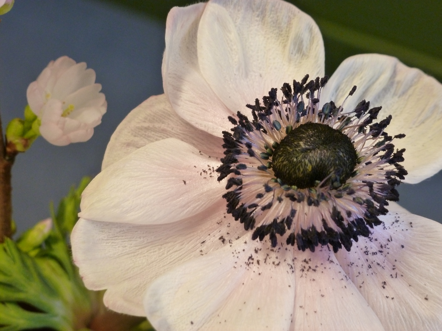 Blüte der Anemone