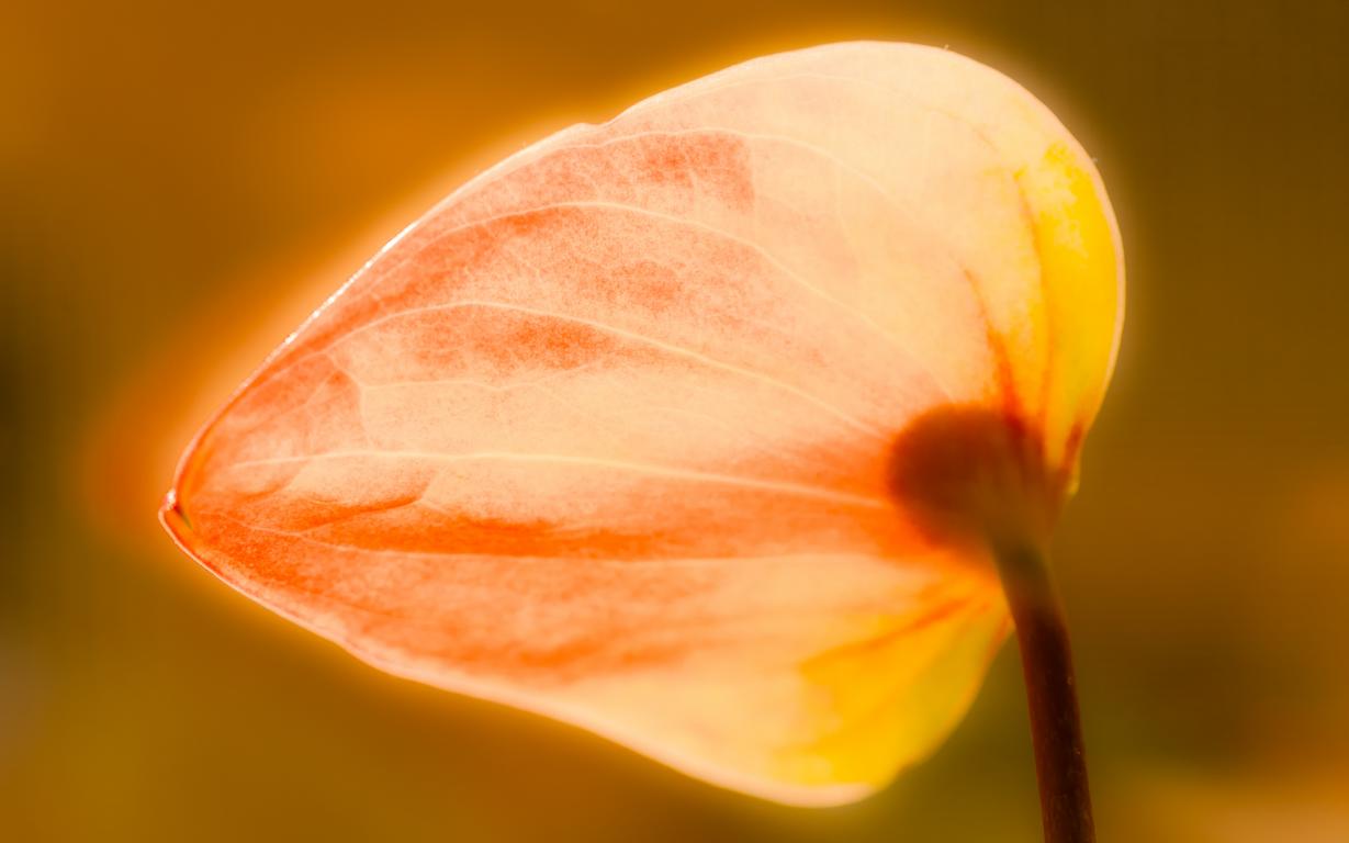 Blüte der Anthurie