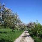 Blüte der Apfelbäume