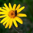 Blüte der Arnika mit Besuch.