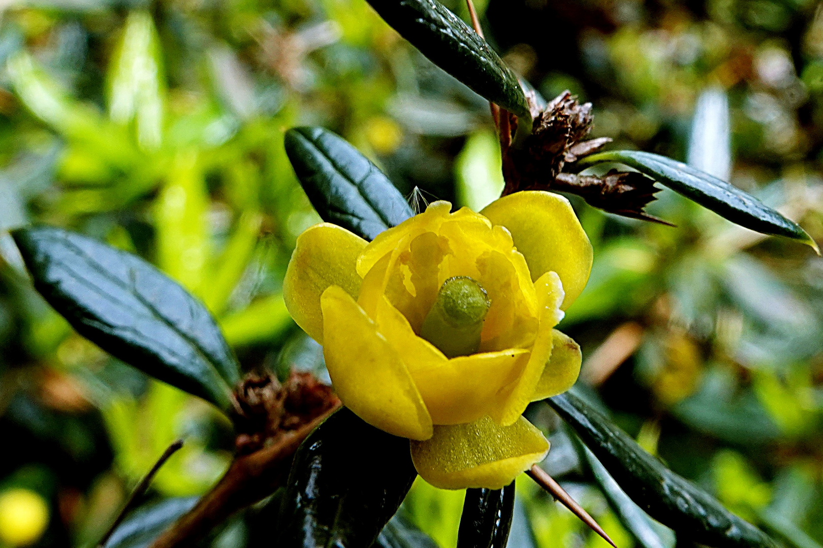 Blüte der Berberitze