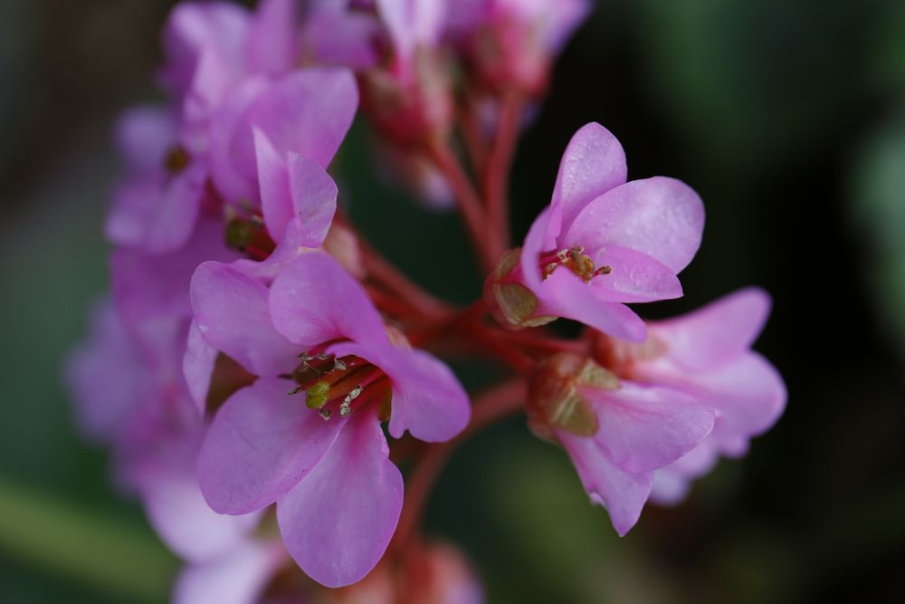 Blüte der Bergenie (II)