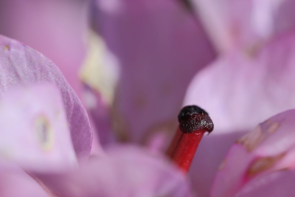 Blüte der Bergenie (IV)