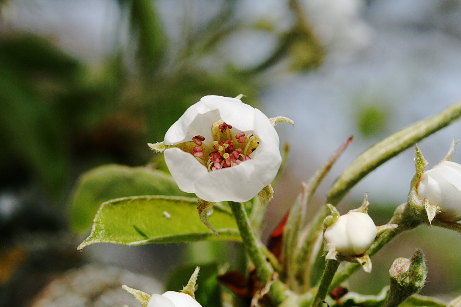 Blüte der Birne