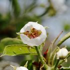 Blüte der Birne