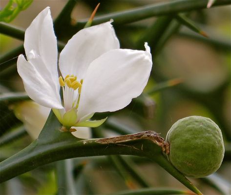 ... Blüte der Bitterorange !!!...