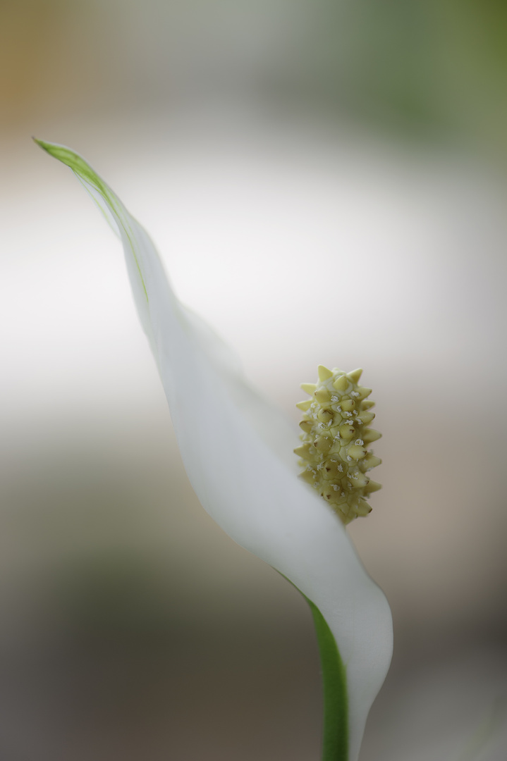 Blüte der Blattfahne