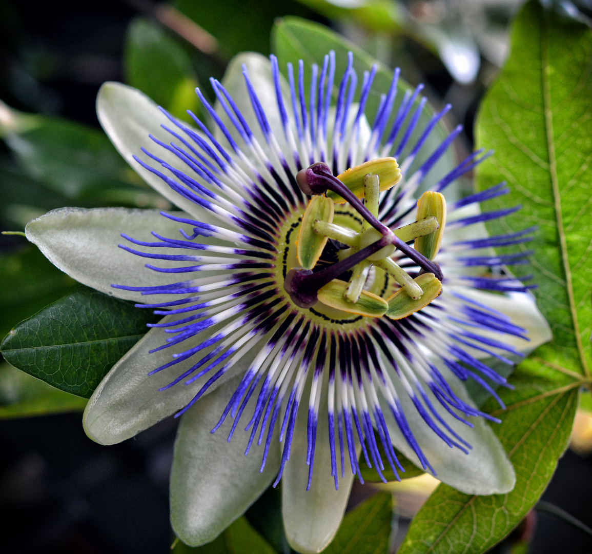 Blüte der blauen Passionsblume (Passiflora caerulea)