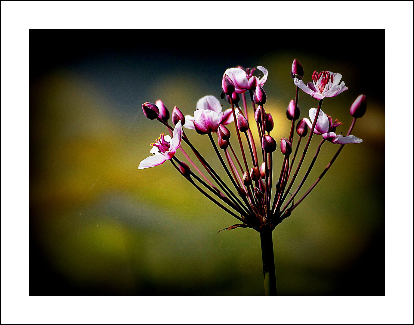 Blüte der Blumenbinse