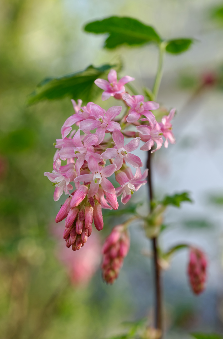 Blüte der Blutjohannisbeere