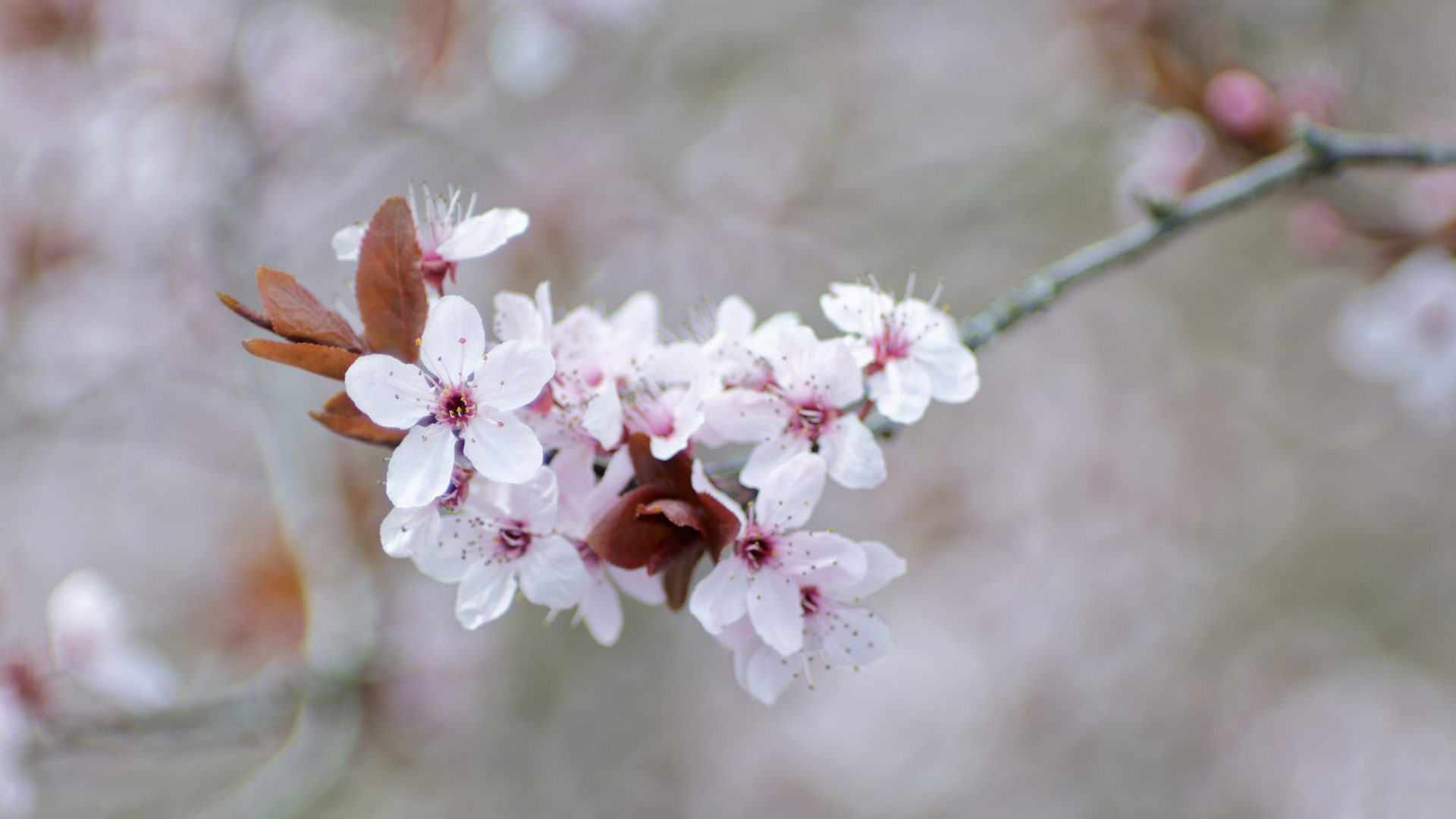 Blüte der Blutpflaume