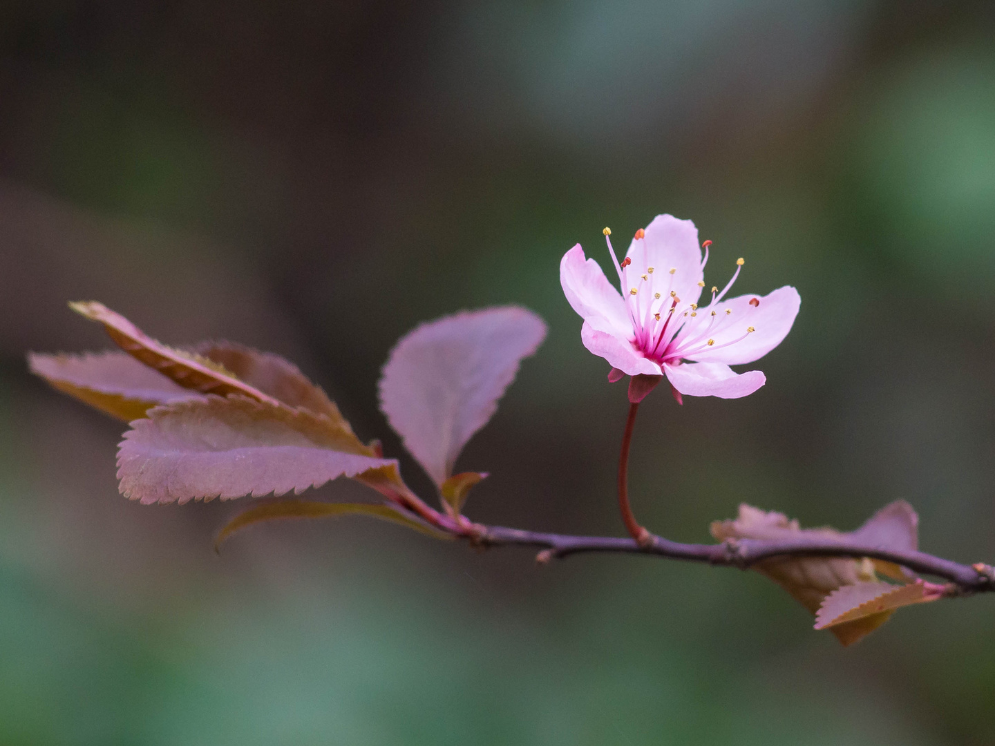 Blüte der Blutpflaume