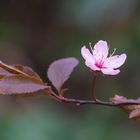 Blüte der Blutpflaume