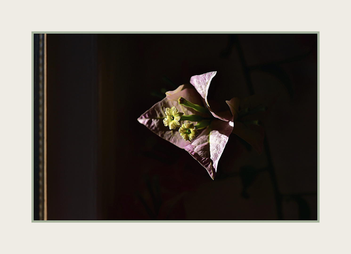 Blüte der Bougainvillea