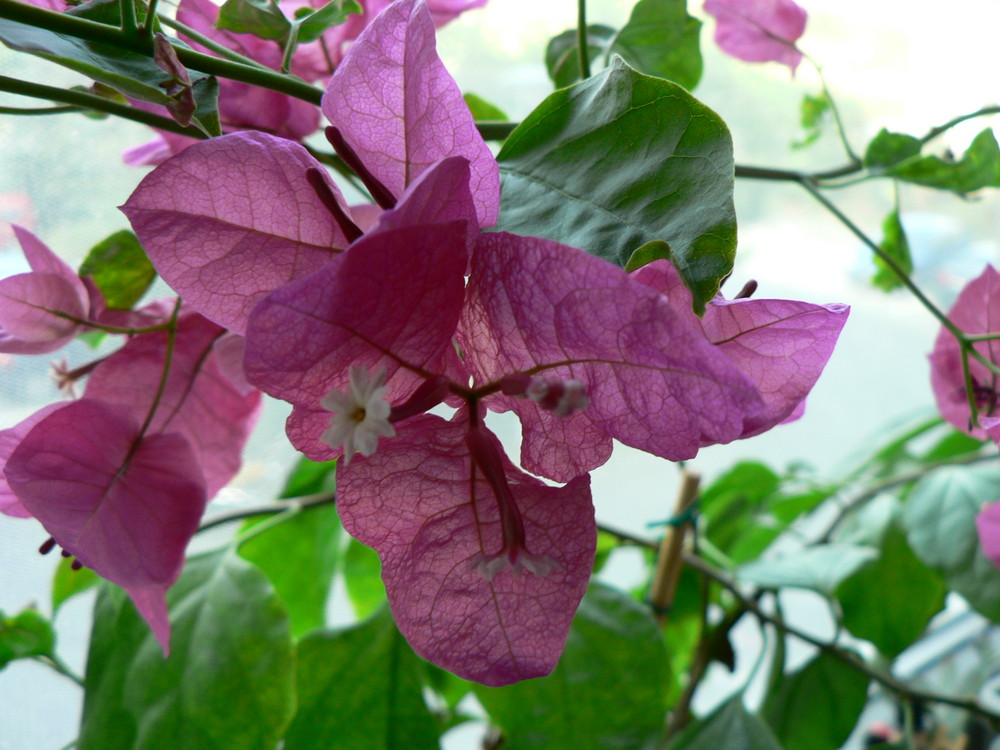 Blüte der Bougainvillie