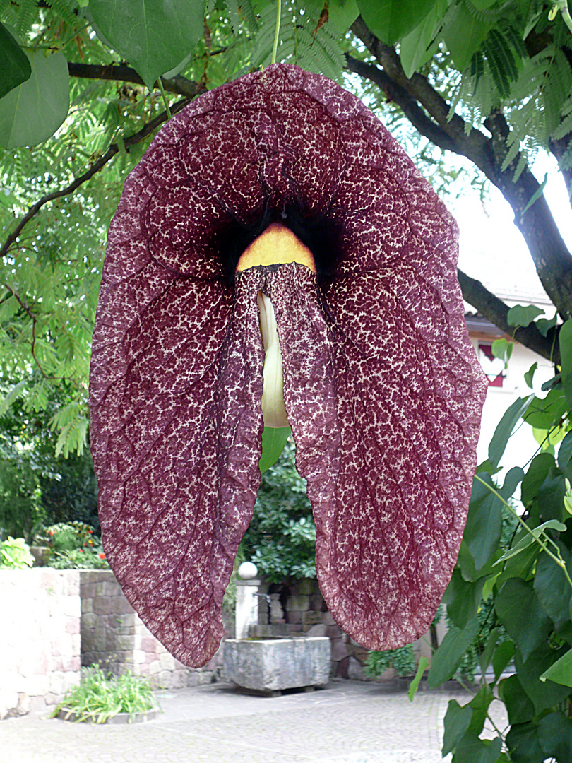 Blüte der brasilianischen Pfeifenwinde