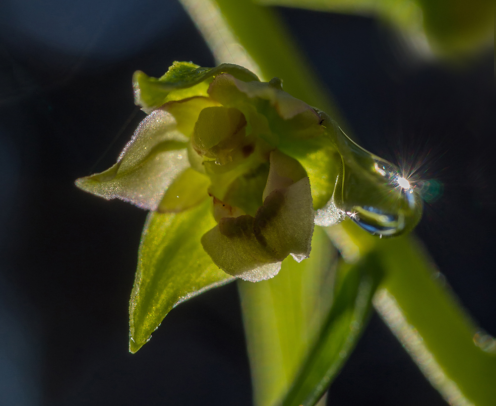 Blüte der breitblättrigen Stendelwurz